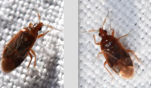 Réf. 317 492 : Cardiastethus fasciiventris